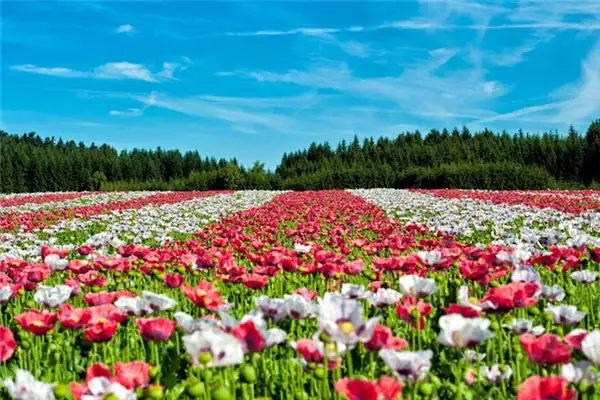 Dreaming of a Flower Field Meaning and Interpretation - NuvoraDream-DreamDecode