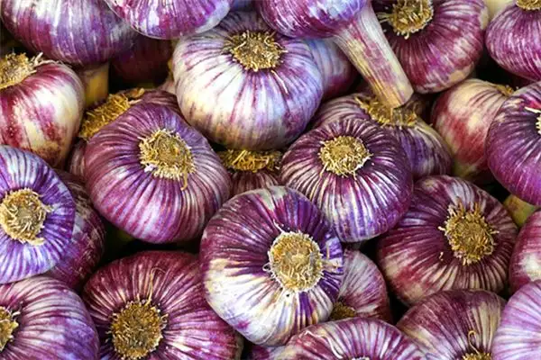 Dream Interpretation of Seeing Garlic Everywhere - NuvoraDream-DreamDecode