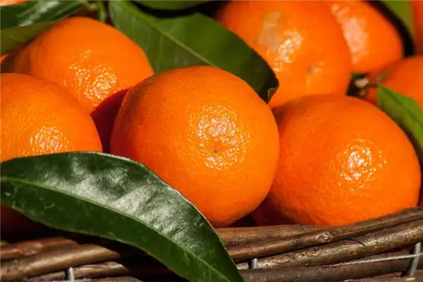 Dream of Oranges Meaning - NuvoraDream-DreamDecode