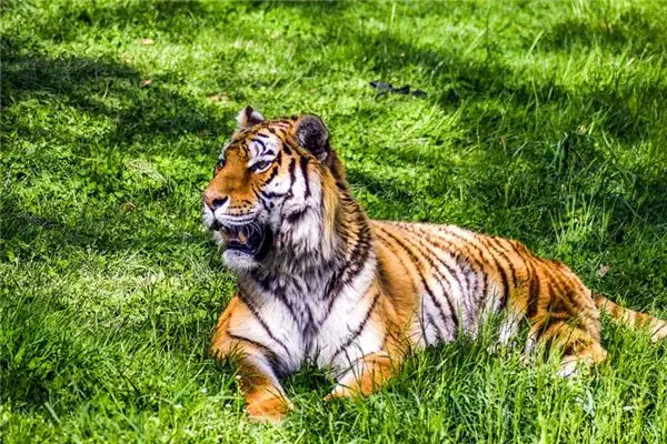 Dream of Tiger Turning into a Person - Nuvora Dream Interpretation-DreamDecode