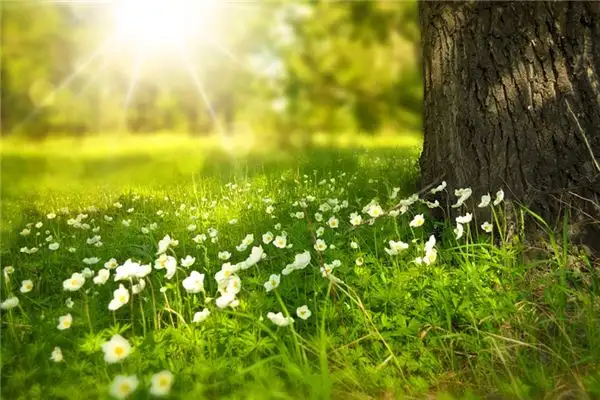 Dreaming of June Meaning and Interpretation - NuvoraDream-DreamDecode