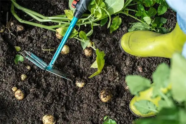 Dream Interpretation of Digging Ground at Nuvoradream-DreamDecode