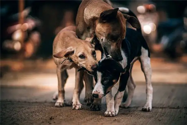 Dream Interpretation Dog Biting Dog Meaning - NuvoraDream-DreamDecode