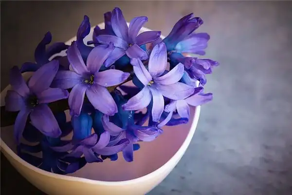 Dream Meaning of Hyacinth NuvoraDream-DreamDecode