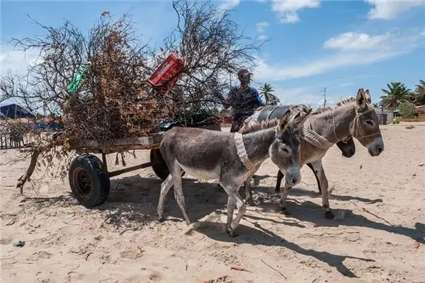 Dream Interpretation of Donkey Pulling a Cart - NuvoraDream-DreamDecode