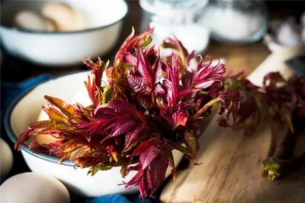 Dreaming of Toona Sinensis Meaning and Interpretation - NuvoraDream-DreamDecode