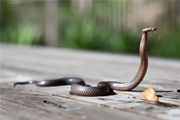 Dream Interpretation of Being Wrapped by a Snake - NuvoraDream-DreamDecode