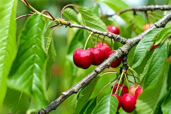 Dream Interpretation Cherry Tree Meaning - NuvoraDream-DreamDecode
