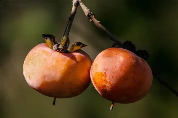 Dream Interpretation Stealing Persimmons Meaning on NuvoraDream-DreamDecode