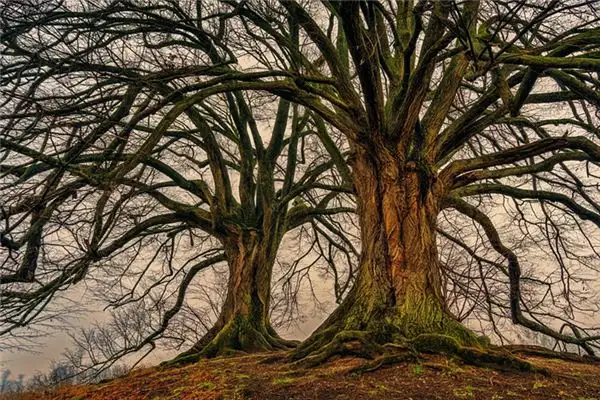 Dreaming of Trees Meaning and Interpretation - NuvoraDream-DreamDecode