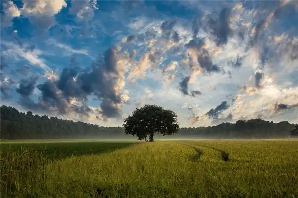 Dream Interpretation of Fields in Dreams - NuvoraDream-DreamDecode