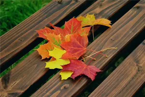 Dream of Falling Leaves Meaning and Interpretation - NuvoraDream-DreamDecode