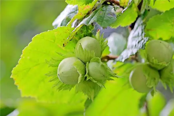 Dream of Hazelnuts Meaning - NuvoraDream-DreamDecode