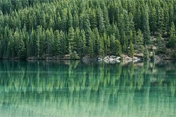 Dream of Pine Trees Pine Grove Meaning and Interpretation-DreamDecode