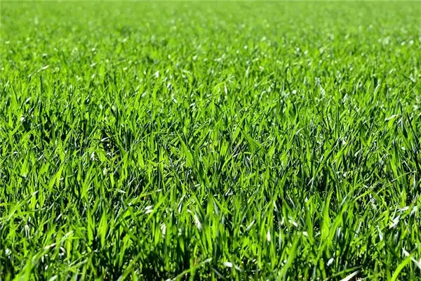 Dreaming of Grass Meaning and Interpretation - NuvoraDream-DreamDecode