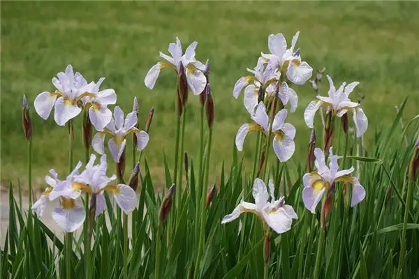 Dream of Calamus Meaning and Interpretation - NuvoraDream-DreamDecode