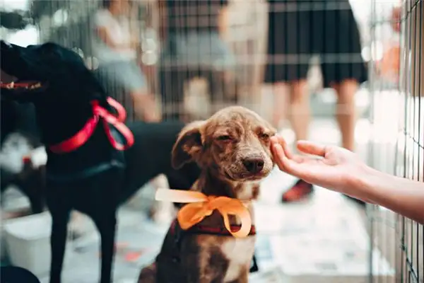 Dream Interpretation Being Rescued in a Dream NuvoraDream-DreamDecode