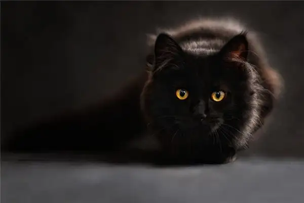 Dream Interpretation of Being Bitten by a Cat - NuvoraDream-DreamDecode