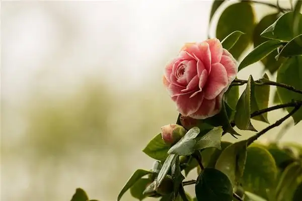 Dream of Camellias Meaning and Interpretation - NuvoraDream-DreamDecode