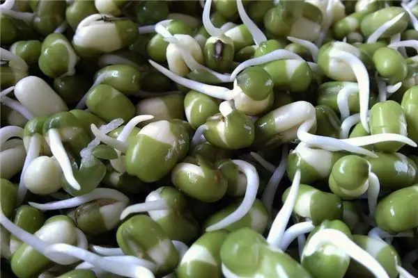 Dreaming of Bean Sprouts Meaning and Interpretation - NuvoraDream-DreamDecode