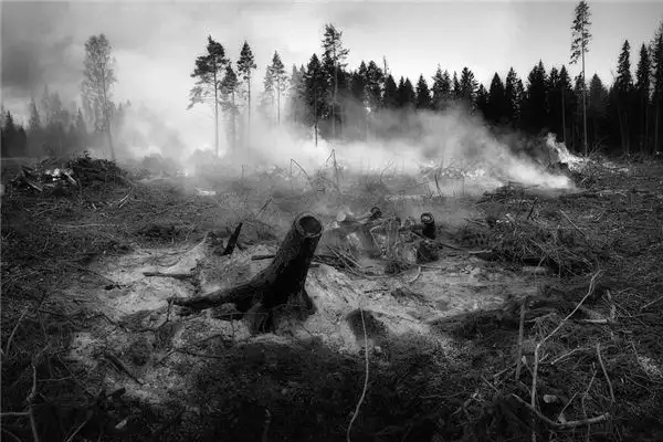 Dreaming of Burnt Trees Meaning and Interpretation - NuvoraDream-DreamDecode