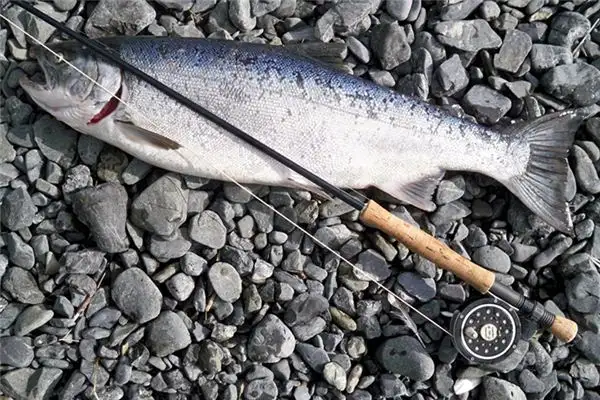 Dream Interpretation of Catching a Big Fish in Your Sleep - NuvoraDream-DreamDecode