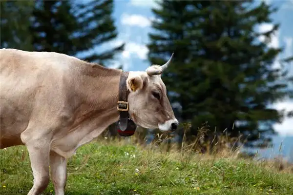 Dream Interpretation of Being Chased Away at NuvoraDream-DreamDecode