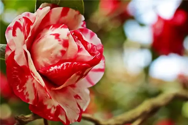 Dream of Camellia Flower Meaning - NuvoraDream-DreamDecode