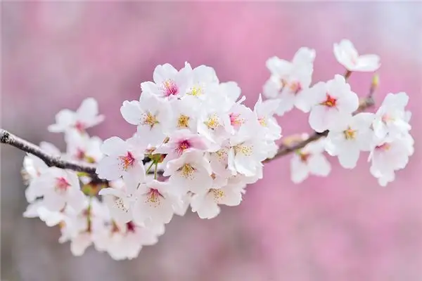 Dream of Cherry Blossoms Meaning - NuvoraDream-DreamDecode